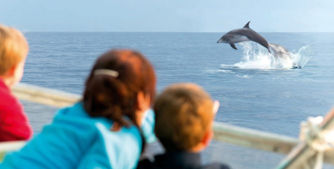 Family during the spotting on dolphin in Alcudia